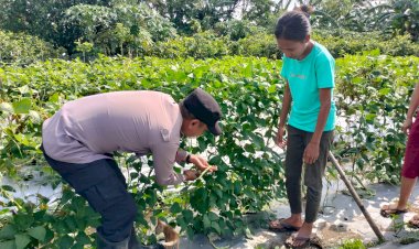 Bhabinkamtibmas-Desa-Sambibulu-Tinjau-Lahan-Hortikultura-Warga-Dukung-Ketahanan-Pangan